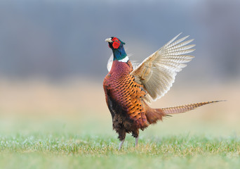 Walk the meadow in winter/Common Pheasant