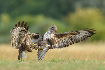 Fight in the meadow/Common Buzzard