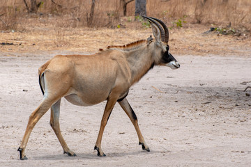 Roan antelope, Hippotragus equinus, savanna antelope found in West, Central,  East and Southern Africa. Detail portrait of antelope. © mirecca