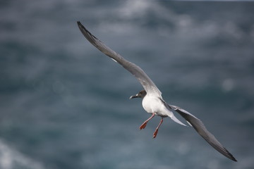 Dolphin gull flying in the Galapagos Islands