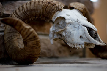 closeup of animal skull