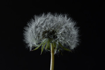 Dandelion flower's seedhead isolated on black background.