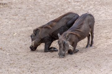 Warthog (Phacochoerus africanus) in a natural environment, West Africa ,Senegal
