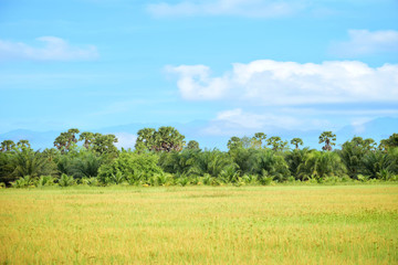Obraz premium Landscape of rice fields with natural beauty