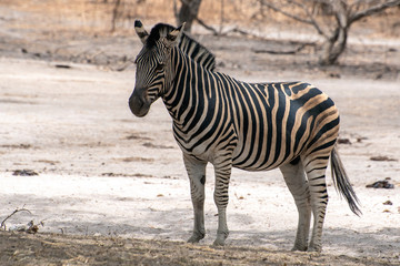 Plains Zebra (Equus quagga), wild life animal 