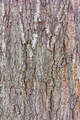 Old tree bark texture. Tree bark texture close up macro.