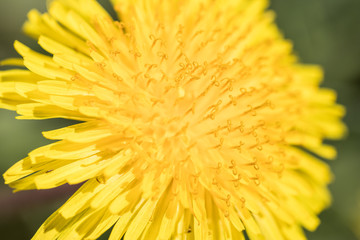 Dandelion yellow macro
