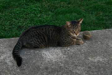 Striped cat in the yard with tennis ball