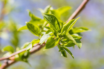 Spring leaves on branches