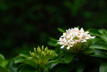 Beauty and tranquility