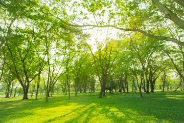 Fototapeta na wymiar blured photo Green trees and gardens Beautiful light in the morning