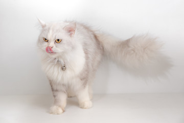Domestic cat on white background