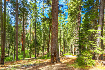 Forest of ancient sequoias in Yosemeti National Park.