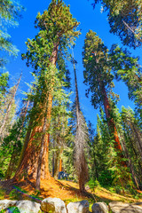 Forest of ancient sequoias in Yosemeti National Park.