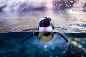 penguin in water