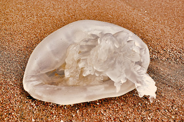 Jellyfish on the sand