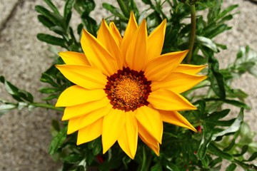 Mittagsgold