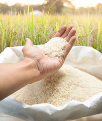 White rice in hand at rice field - Stock image