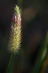 Obraz premium Trifolium angustifolium