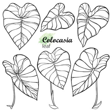 Set with outline tropical leaf of Colocasia esculenta or Elephant ear or Taro in black isolated on white background.