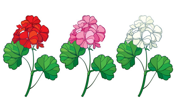 Set With Outline Geranium Or Cranesbills Flower Bunch And Ornate Leaf In Red, Pink And Pastel White Isolated On White Background.