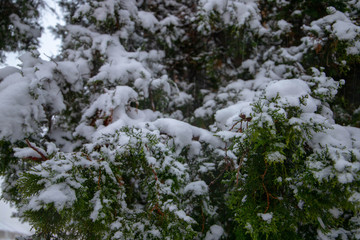 Snow on the bush 