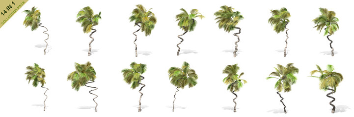 3D rendering - 14 in 1 collection of tall coconut trees isolated over a white background use for natural poster or wallpaper design, 3D illustration Design.