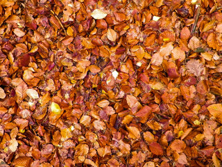 Golden autumnal leaves as nature background.