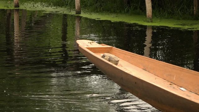 The back end of a canoe moving through still water in front of algae and weeds