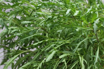 Rucola