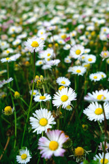 Fototapeta premium Beautiful green summer meadow with wildflowers in bloom. Camomile field background. Blossoming daisies clearing. Selective focus