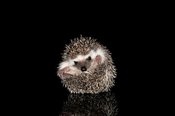 Studio shot of an adorable African white- bellied hedgehog curled up into a ball