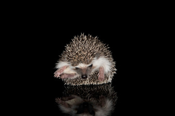 Studio shot of an adorable African white- bellied hedgehog curled up into a ball