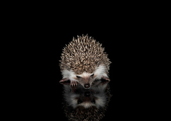 Studio shot of an adorable African white- bellied hedgehog walking on black background
