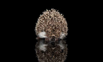 Studio shot of an adorable African white- bellied hedgehog walking on black background