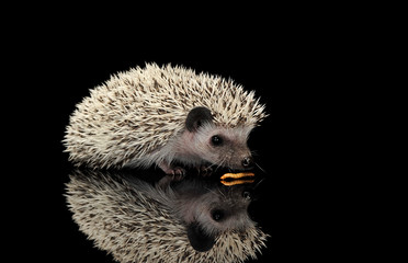 Studio shot of an adorable African white- bellied hedgehog eating mealworms © kisscsanad