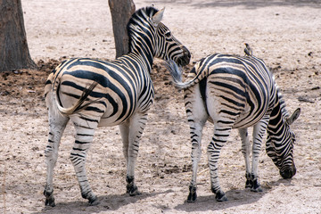 Plains Zebra (Equus quagga), wild life animal 