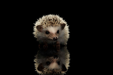 Studio shot of an adorable African white- bellied hedgehog standing on black background