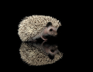 Studio shot of an adorable African white- bellied hedgehog standing on black background