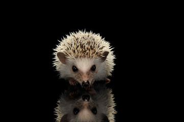 Studio shot of an adorable African white- bellied hedgehog standing on black background