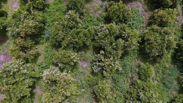 Aerial top down view of an orange plantation in Sicily (Italy) in bloom