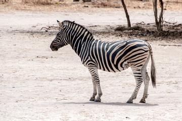 Fototapeta na wymiar Plains Zebra (Equus quagga), wild life animal 