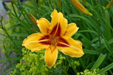 Obraz premium Close up portrait of a yellow Daylily