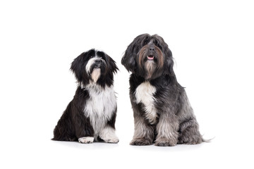 Studio shot of 2 adorable Tibetan Terrier sitting and looking curiously