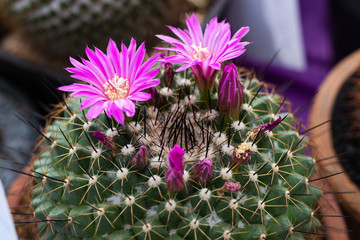 Beautiful cactus flower.