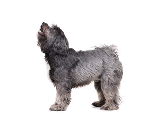 Studio shot of an adorable Tibetan standing on white background