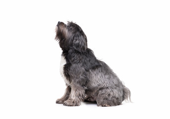 Studio shot of an adorable Tibetan sitting on white background