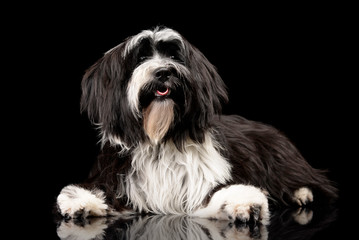 Studio shot of an adorable Tibetan Terrier looking curiously at the camera