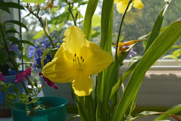 Fototapeta na wymiar Beautiful yellow flower of daylily in cozy small garden on the balcony.