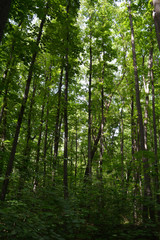 Fototapeta na wymiar Lush forest in summer. Tall trees with green foliage.